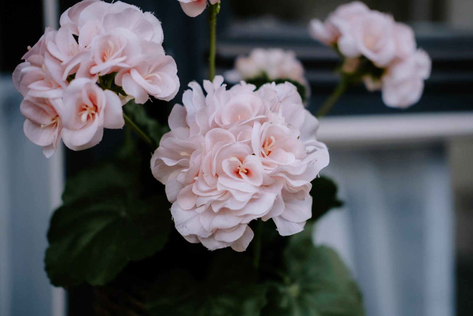 Kwitnąca pelargonia
