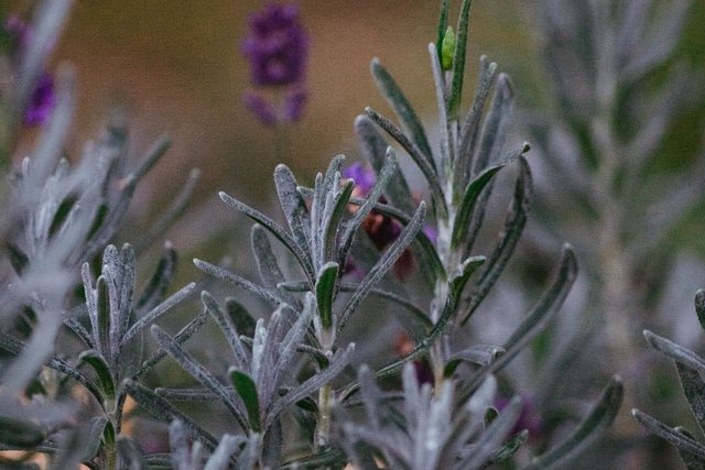 Kępa lawendy