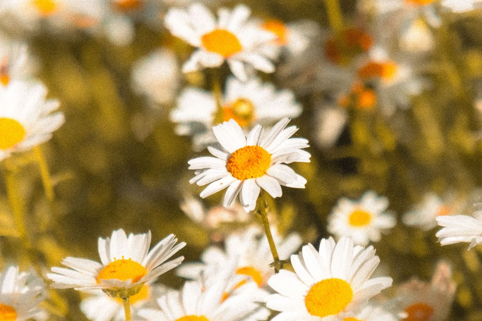 Rumianek w słońcu