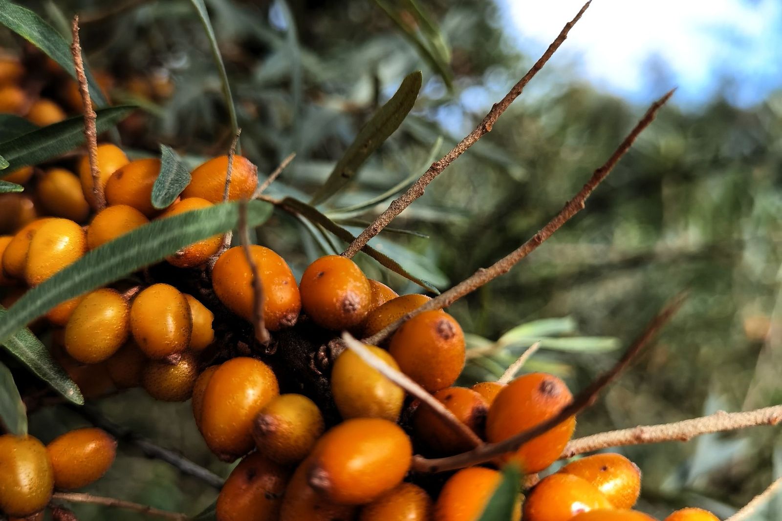 Pomarańczowe owoce rokitnika