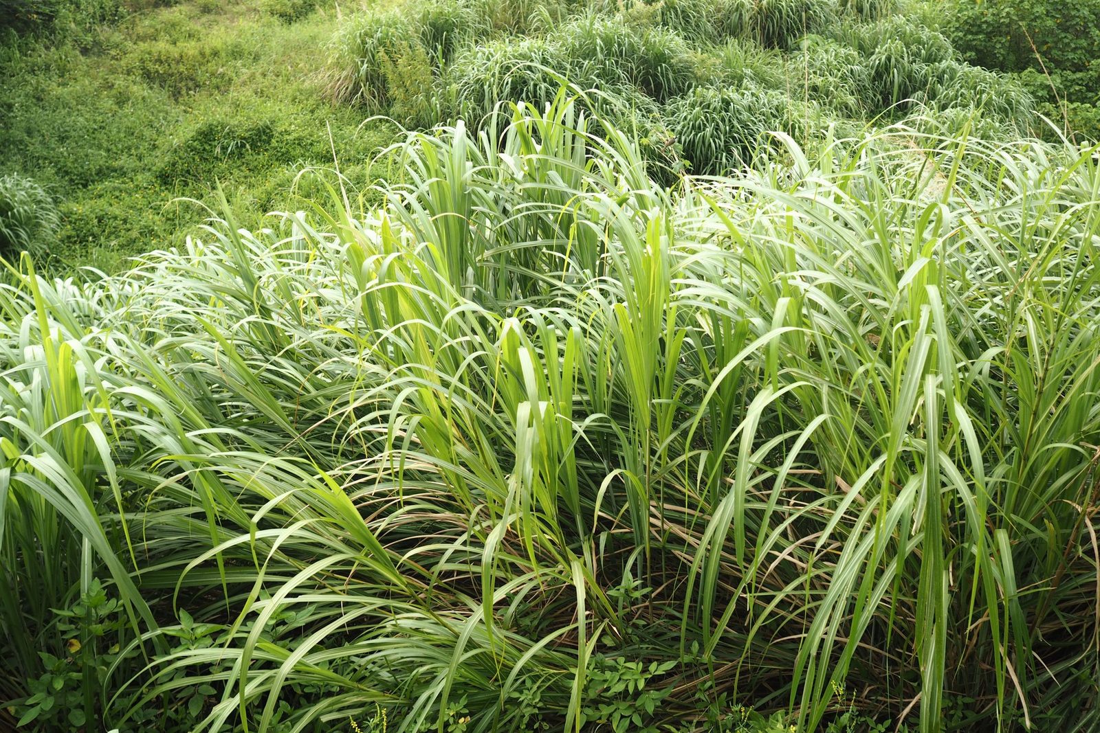 Trawa cytrynowa
